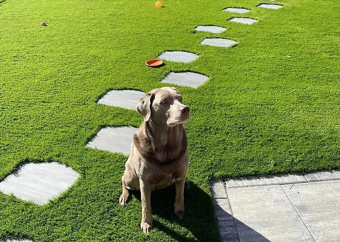 The - Casa * 多米勒托